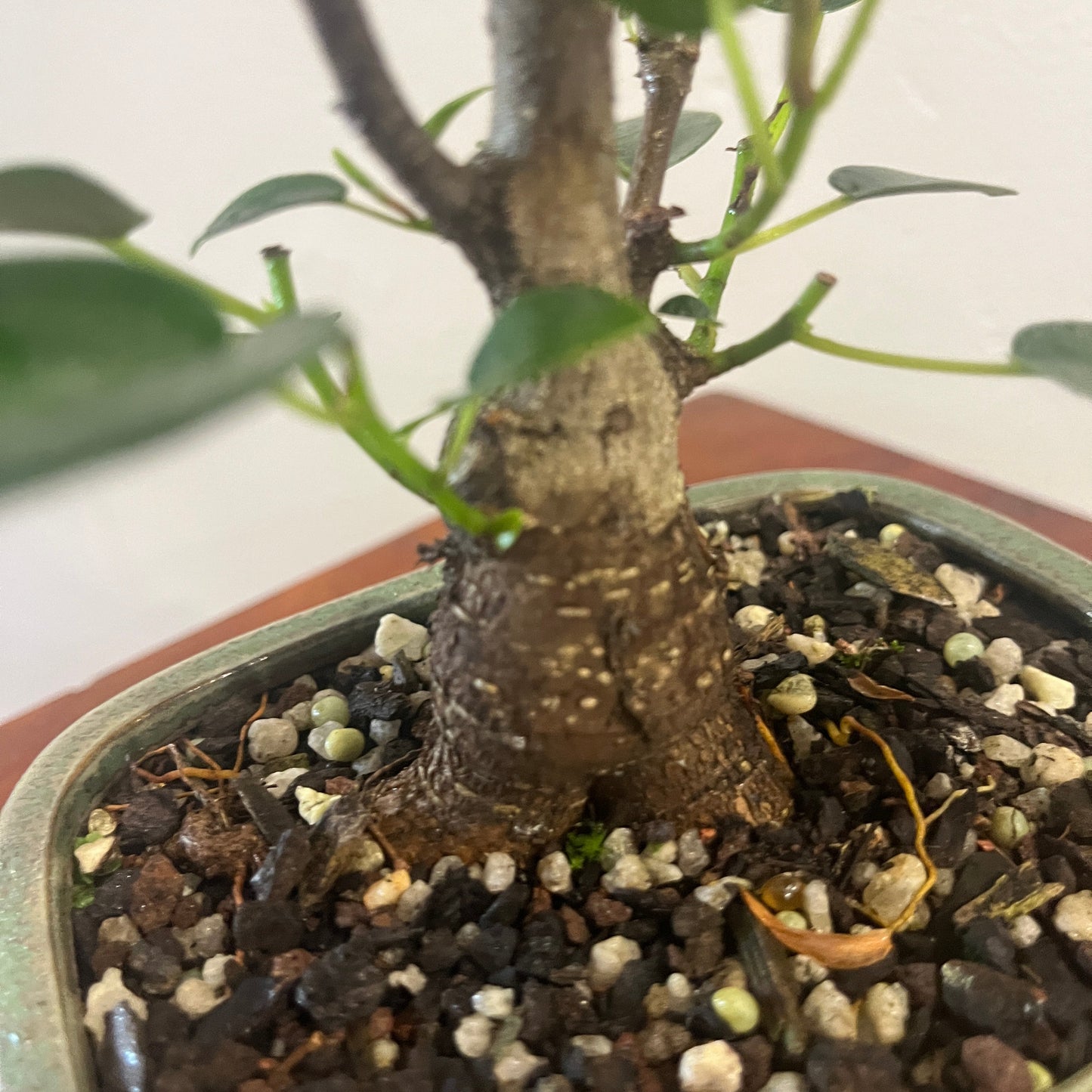 Potted plant with soil and roots visible