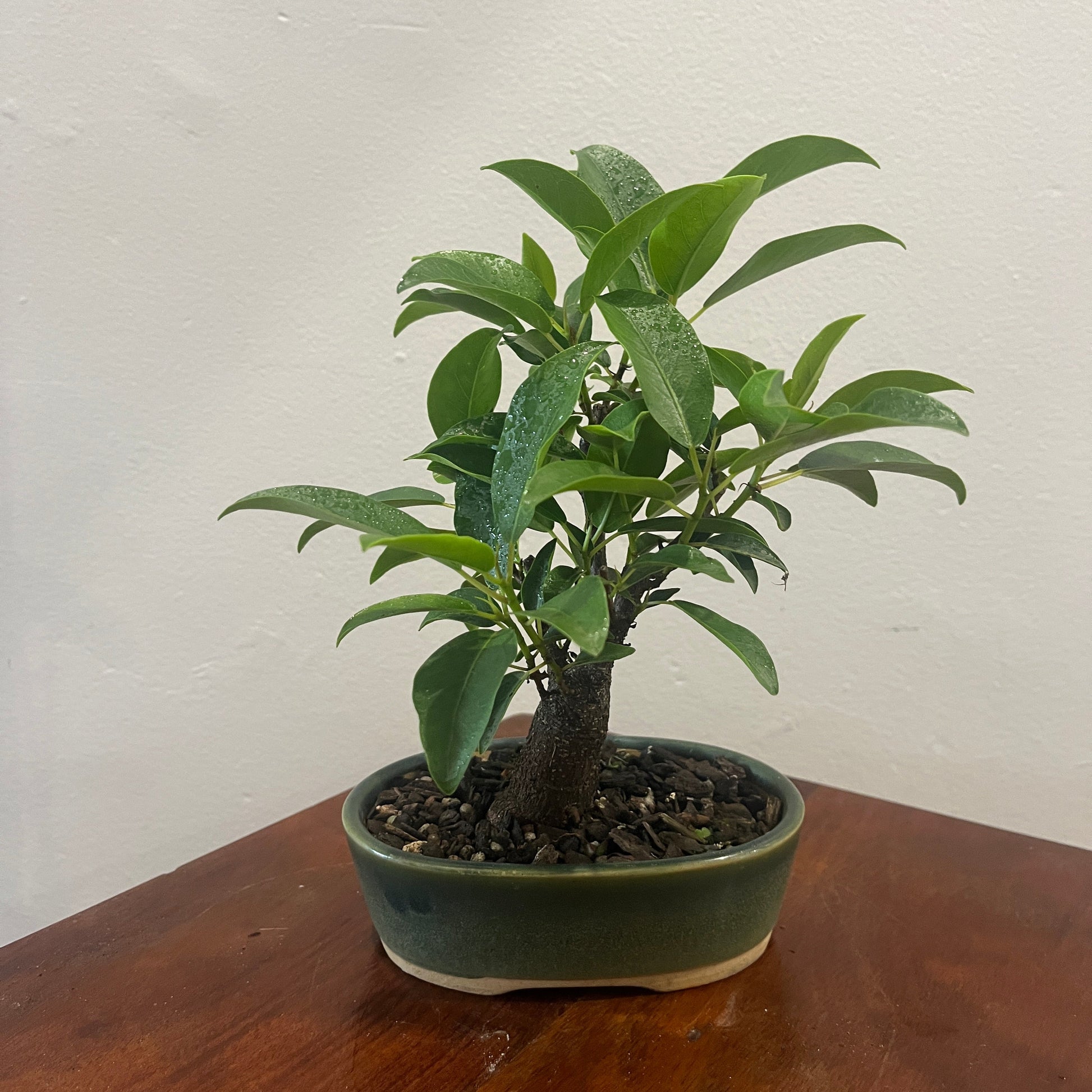 Potted plant on a wooden surface with a white wall background