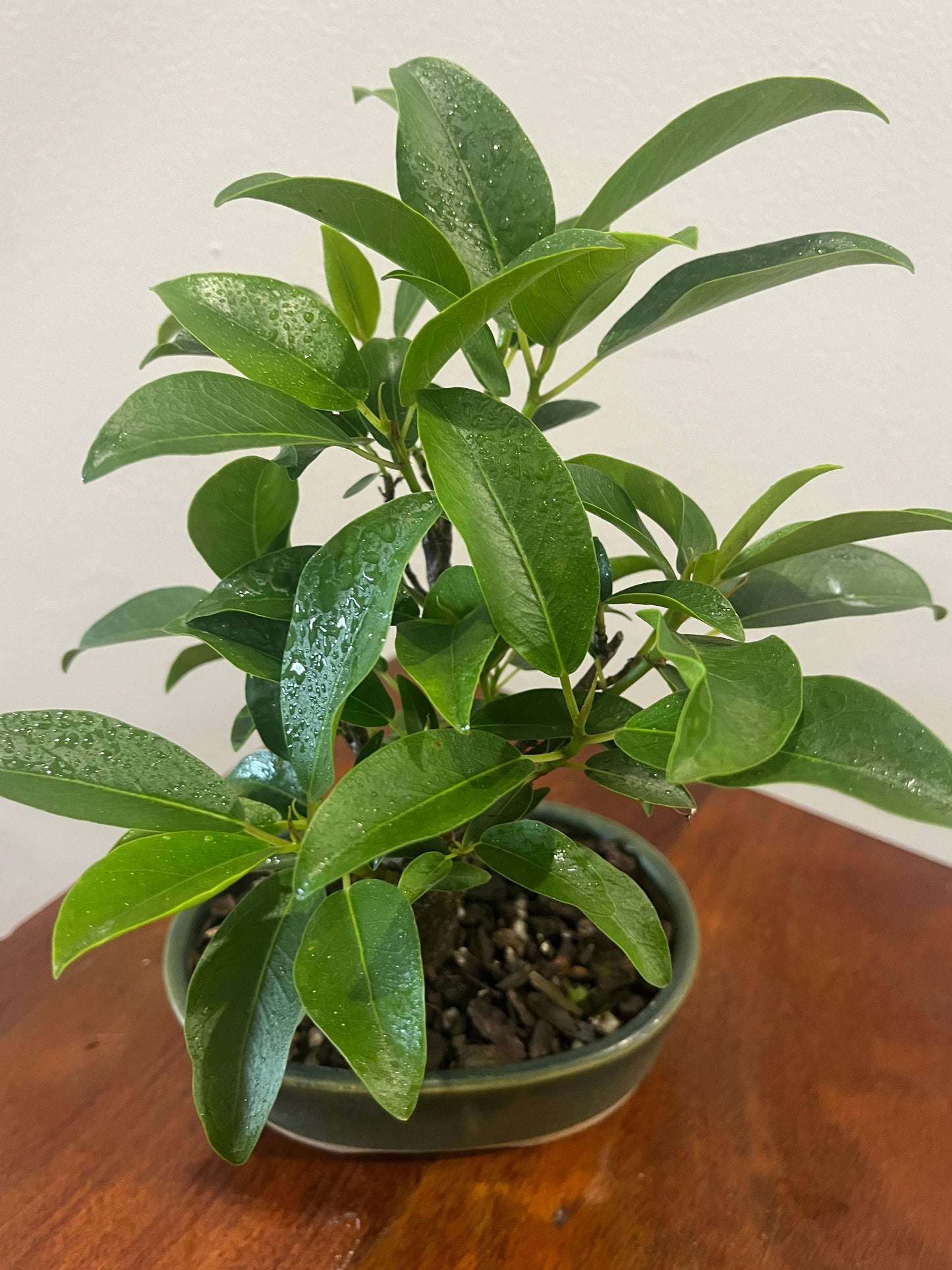 Potted plant with green leaves on a wooden surface