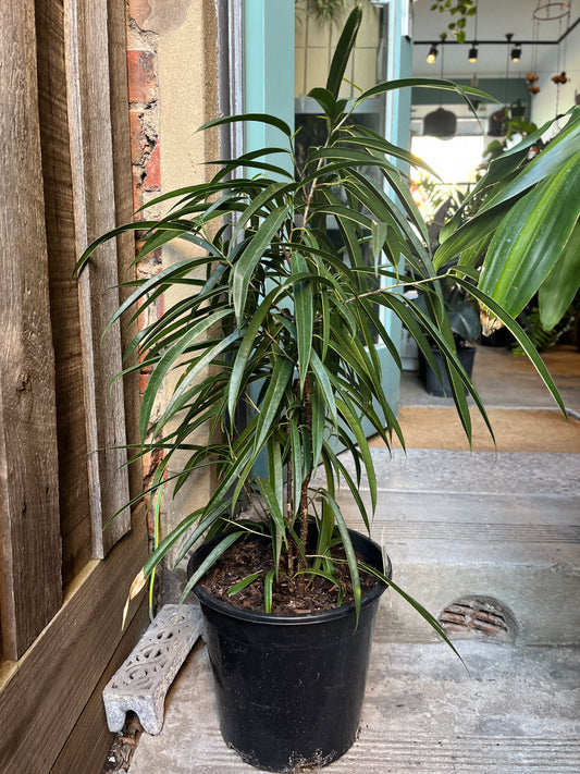Ficus longifolia 'sabre'
