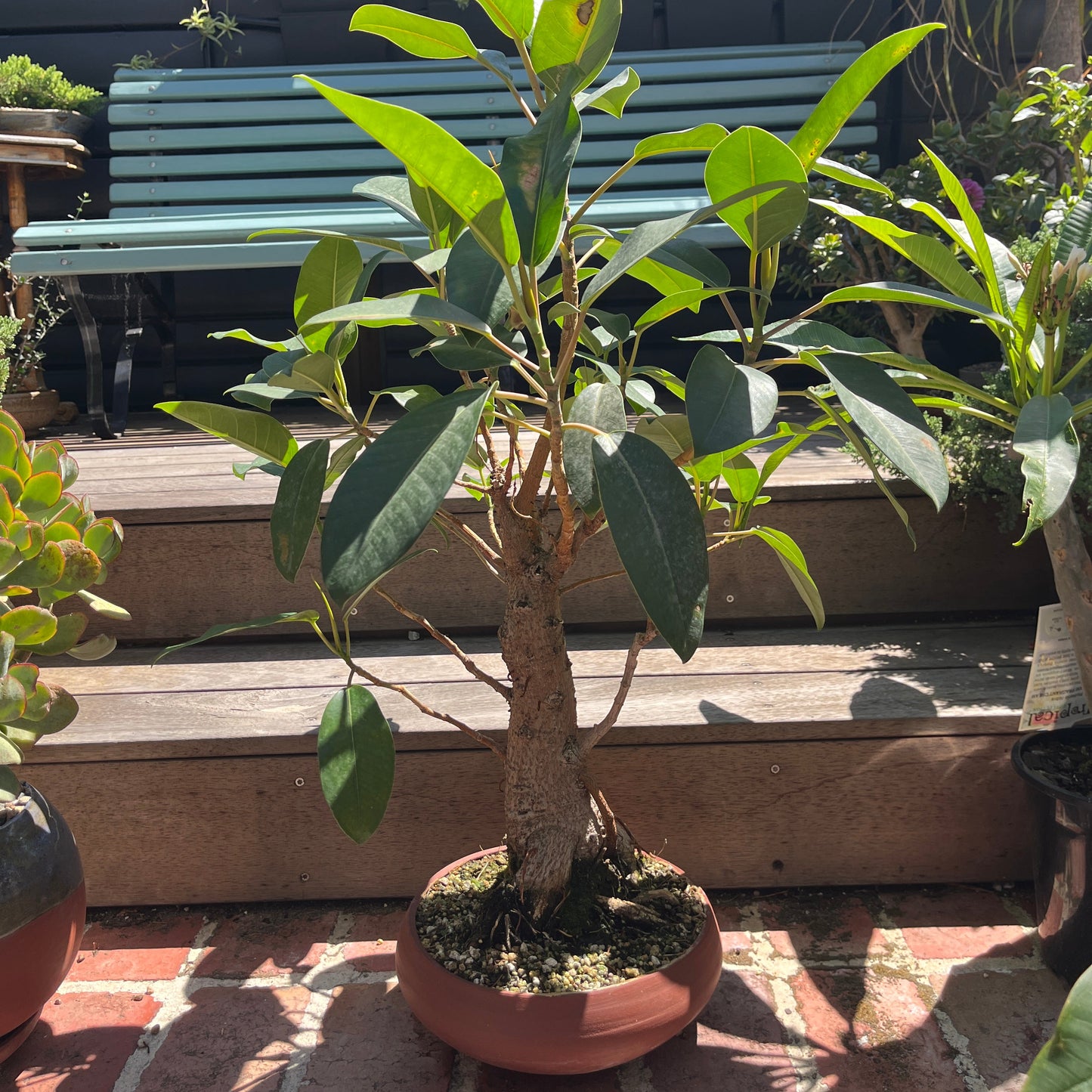Bonsai - Ficus retusa