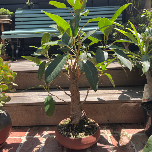 Bonsai - Ficus retusa