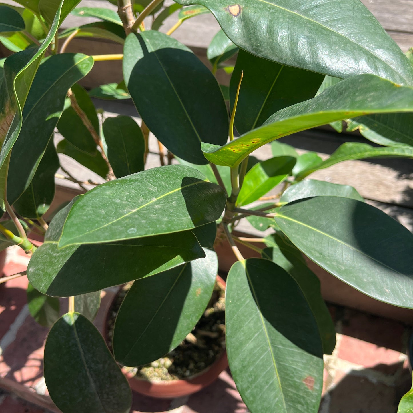 Bonsai - Ficus retusa