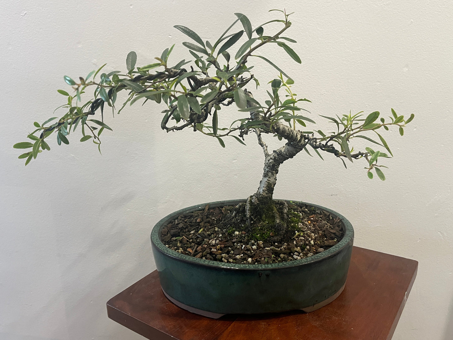 Bonsai tree in a pot on a wooden stand against a white wall