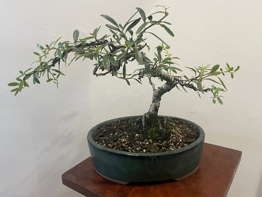 Bonsai tree in a pot on a wooden stand against a white wall