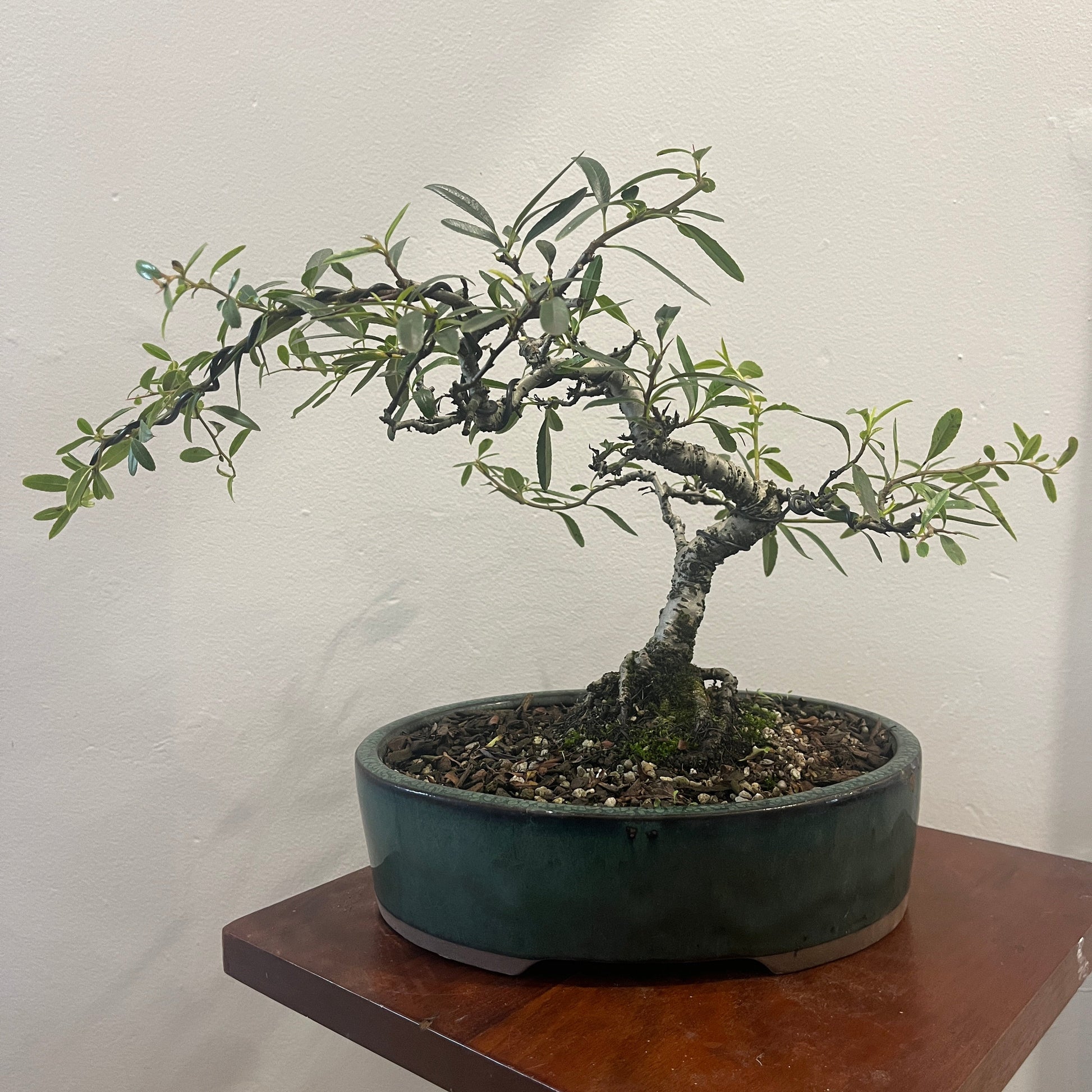 Bonsai tree in a pot on a wooden stand against a white wall