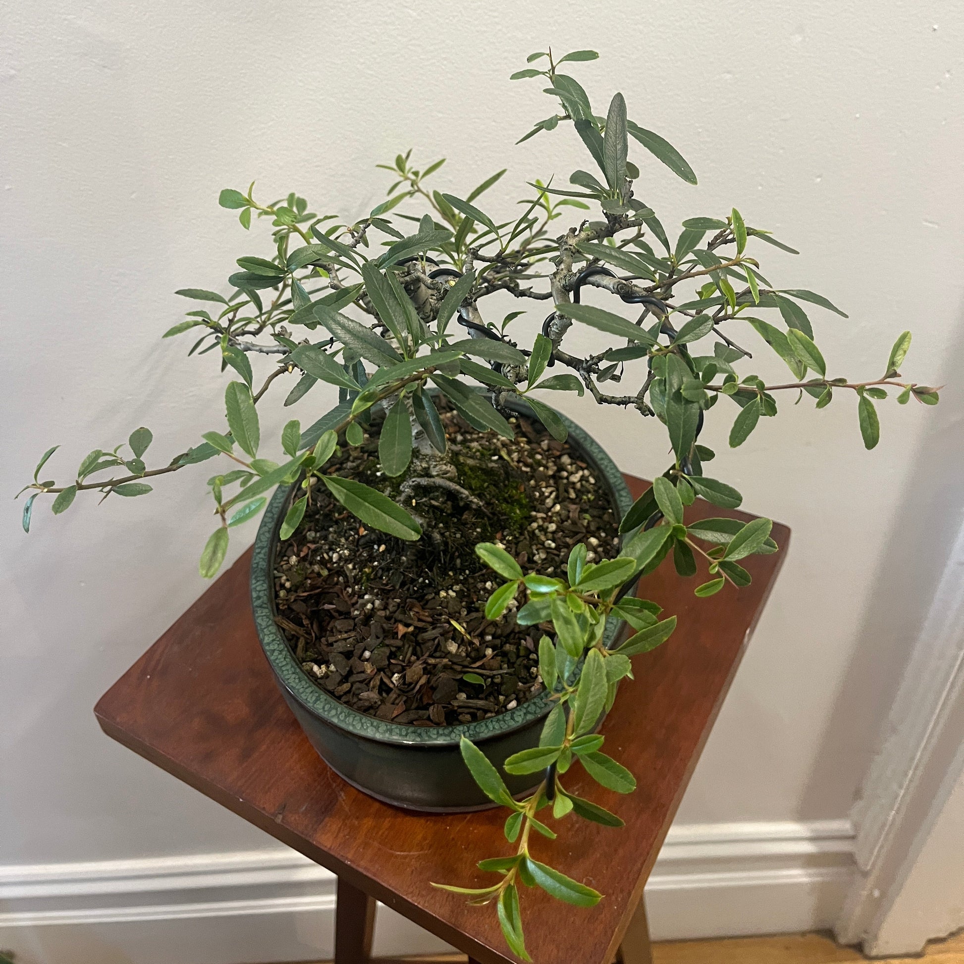 Potted plant on a wooden stand against a white wall
