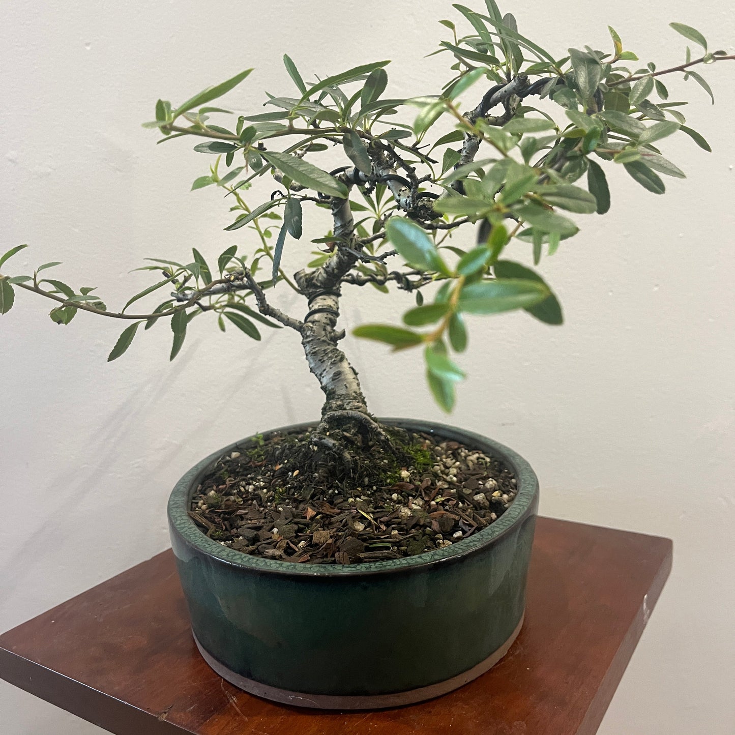 Potted bonsai tree on a wooden stand against a plain background