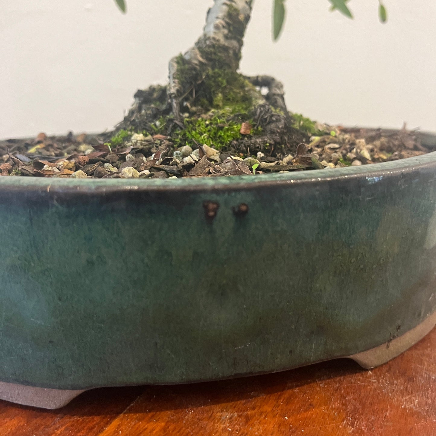 Close-up of a bonsai tree with a focus on the pot and soil.