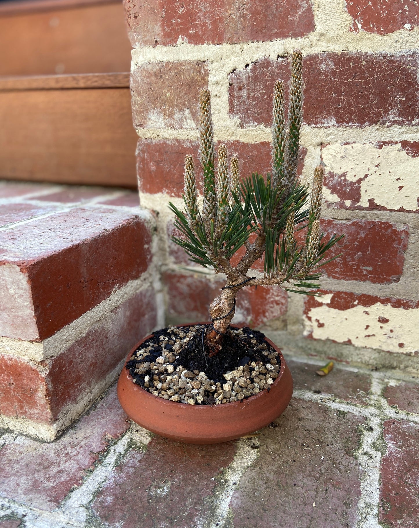 Japanese Black Pine Bonsai