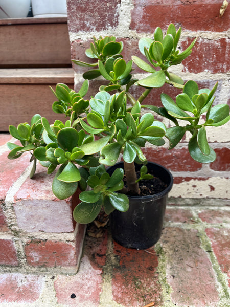 Jade Plant (Crassula ovata)