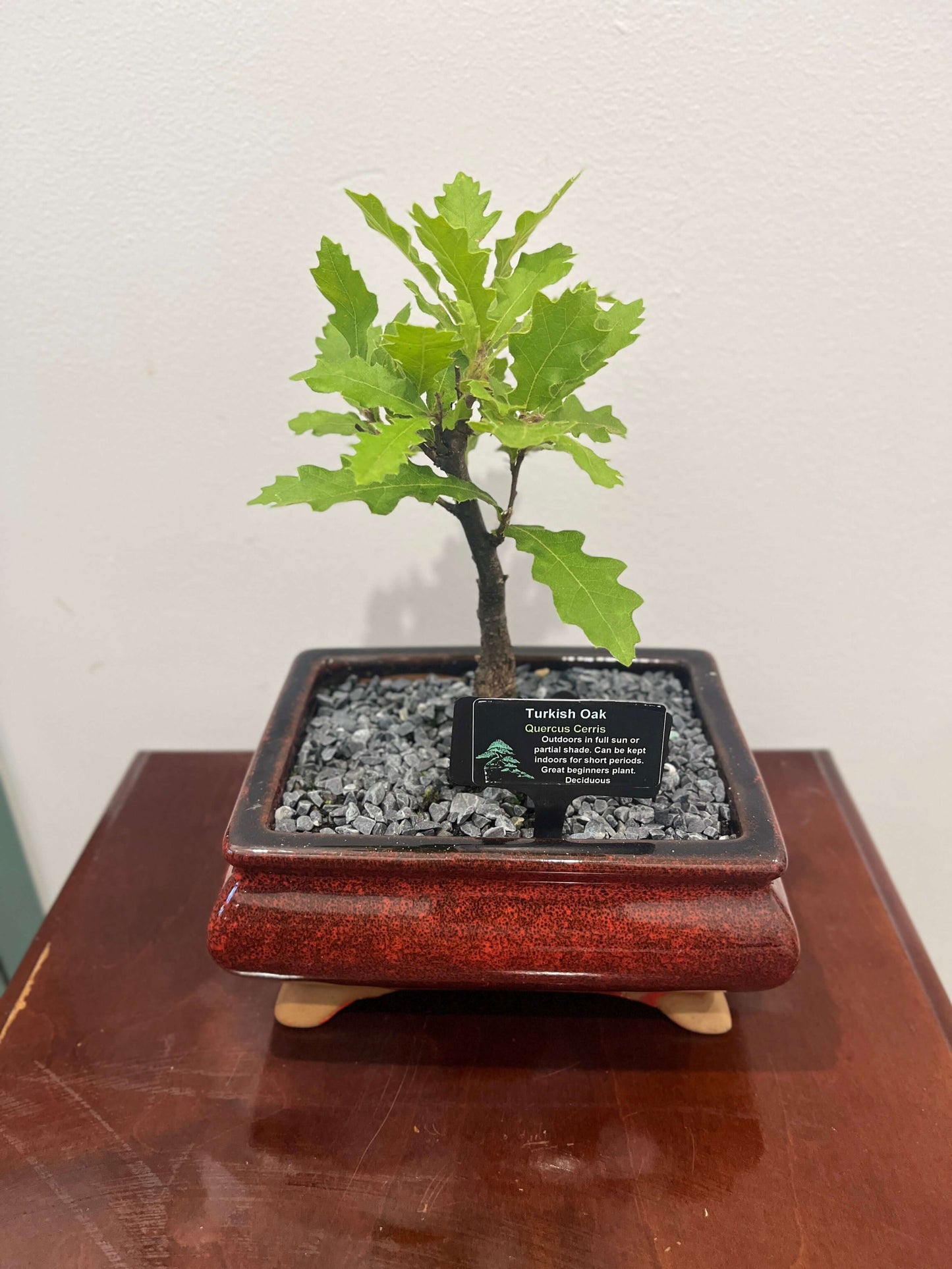 Bonsai - Turkish Oak