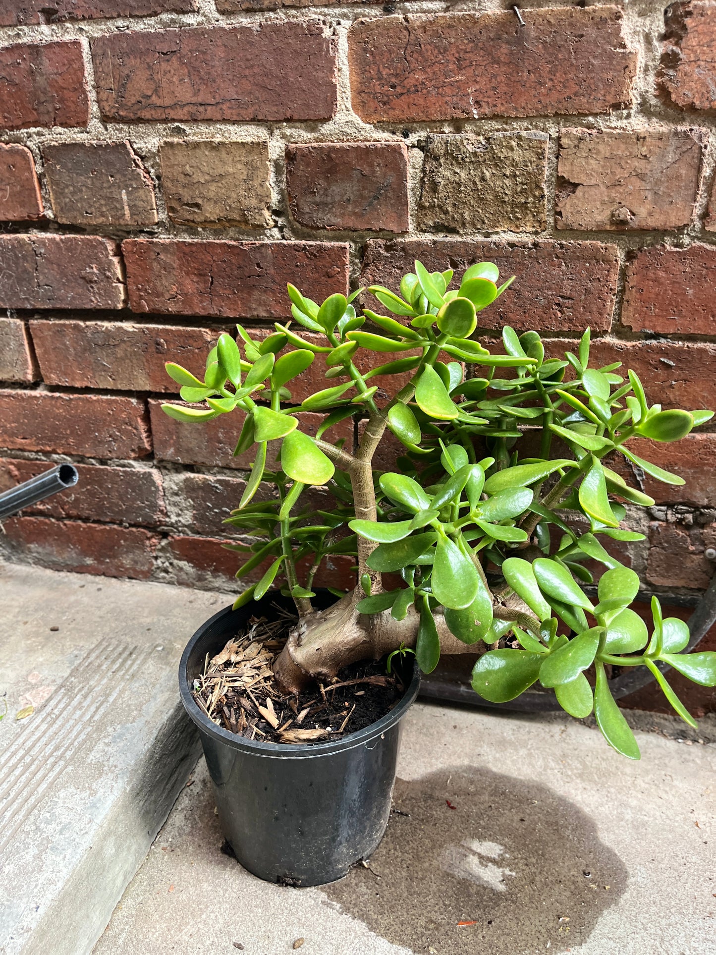 Jade Plant (Crassula ovata)