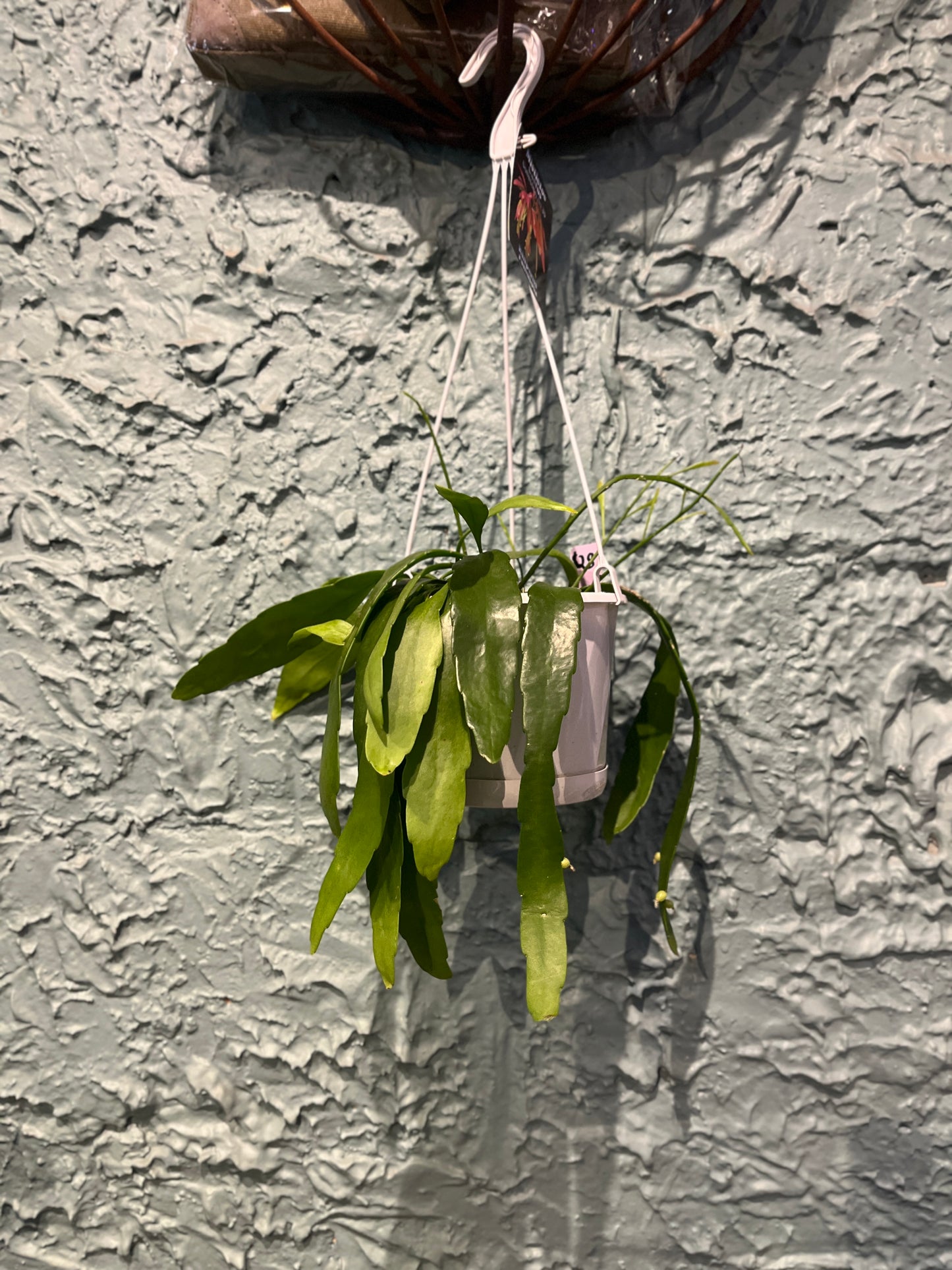 Rhipsalis ramulosa 'Mistletoe Cactus' c.36