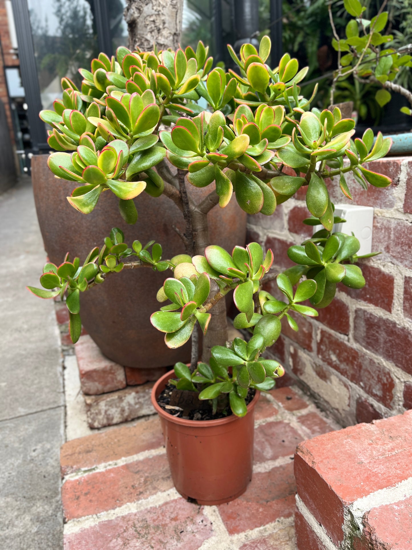 Jade Plant (Crassula ovata)