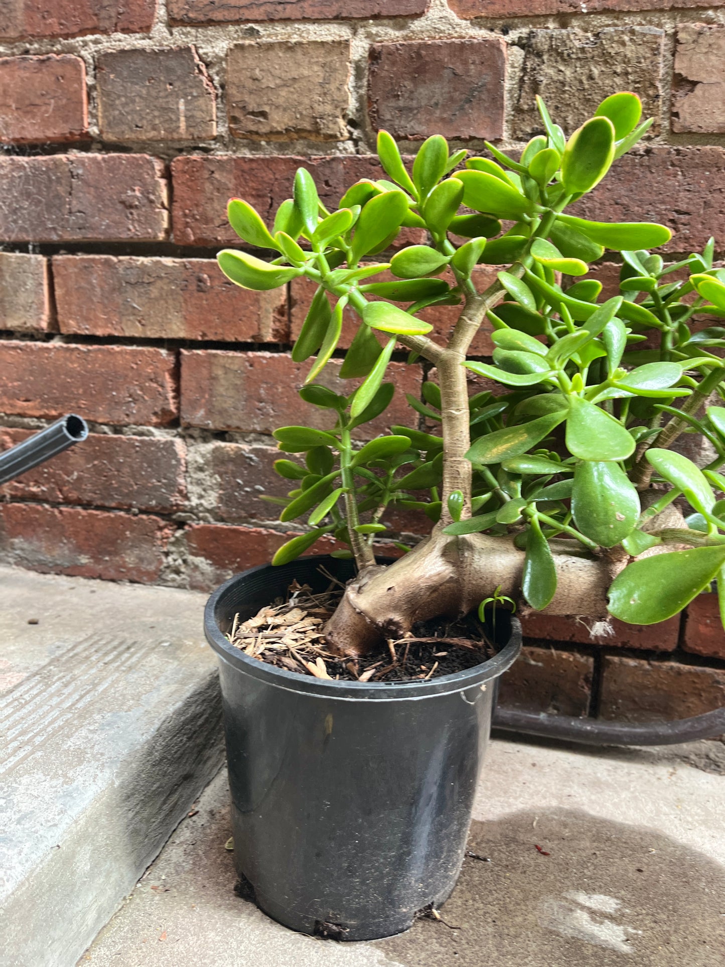 Jade Plant (Crassula ovata)