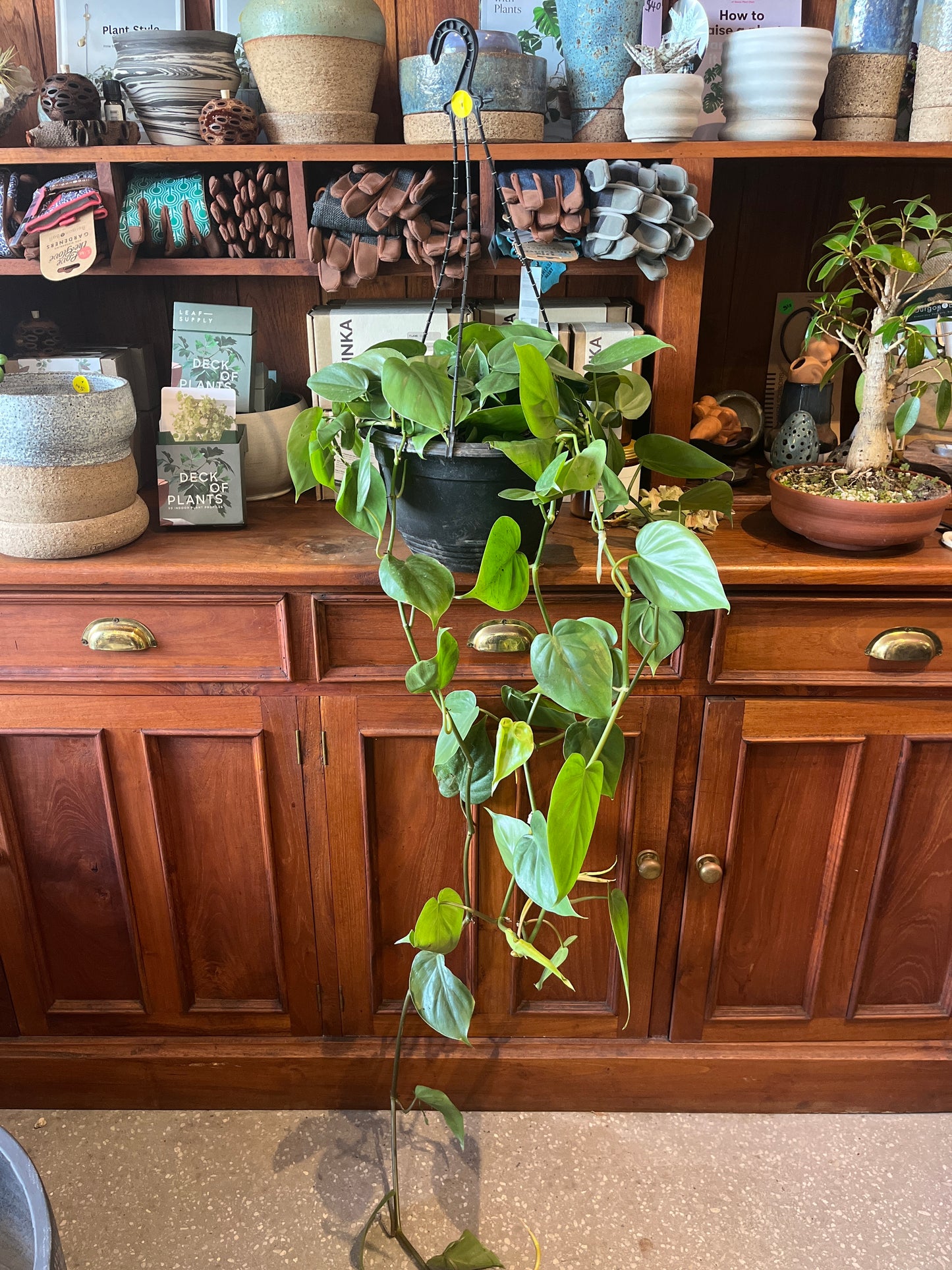 Philodendron cordatum (Heart Leaf Philodendron)