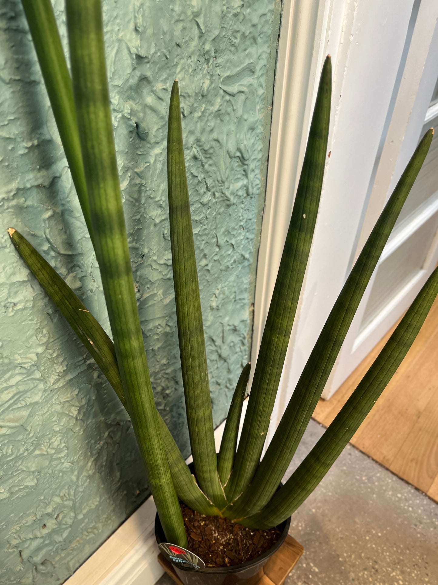 Sansevieria Cylindrica