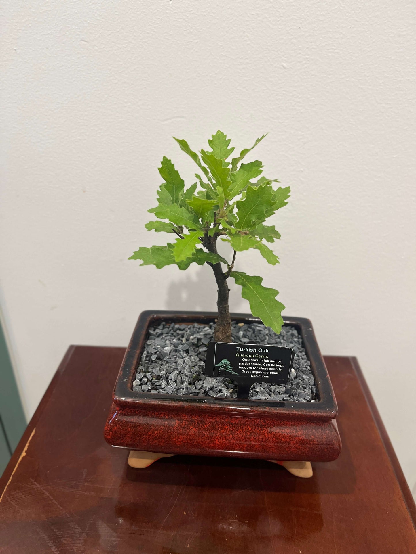 Bonsai - Turkish Oak