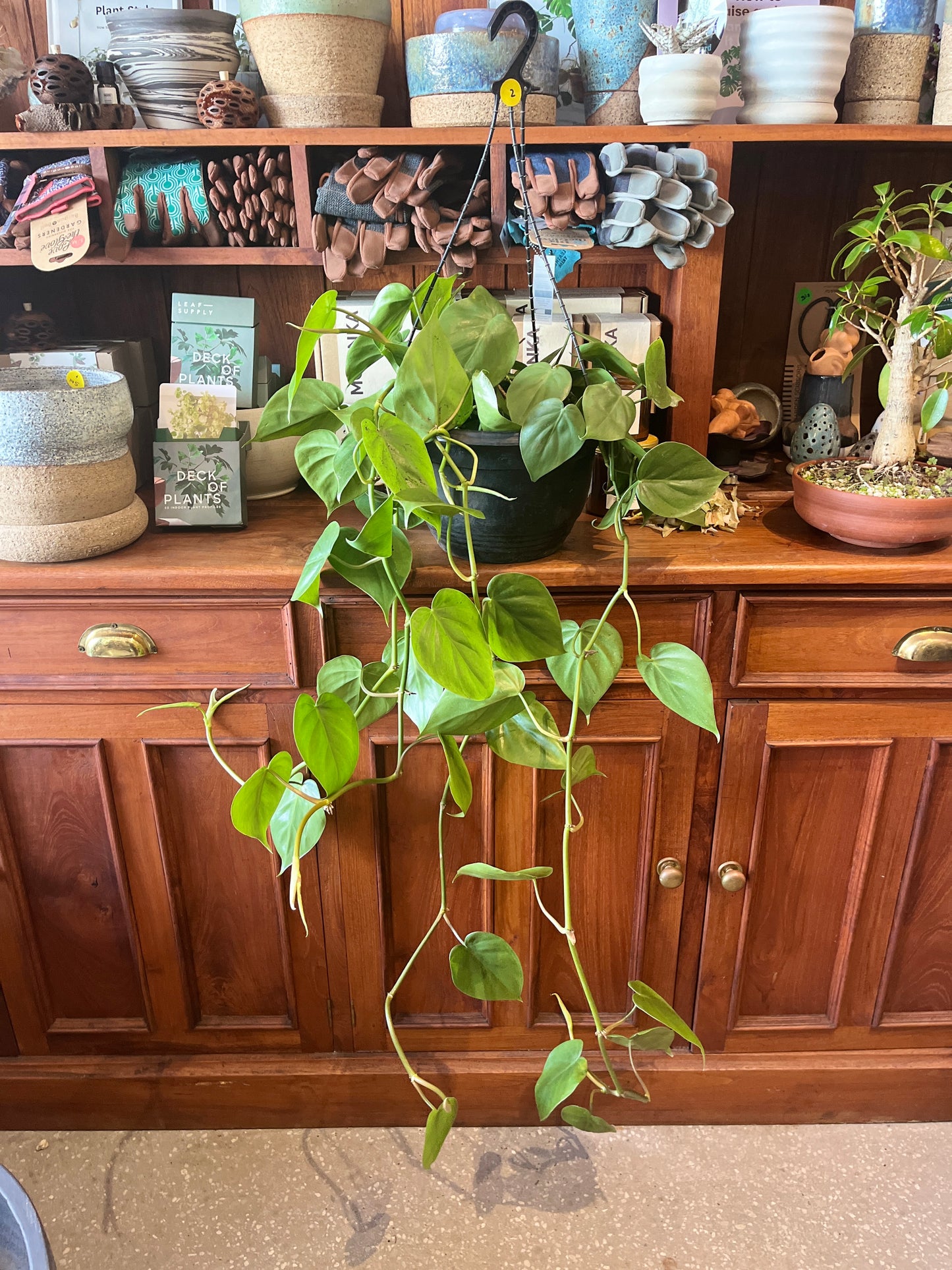 Philodendron cordatum (Heart Leaf Philodendron)