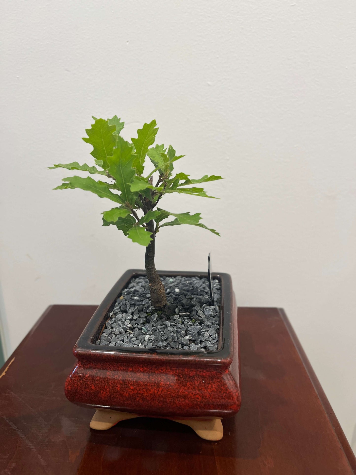 Bonsai - Turkish Oak