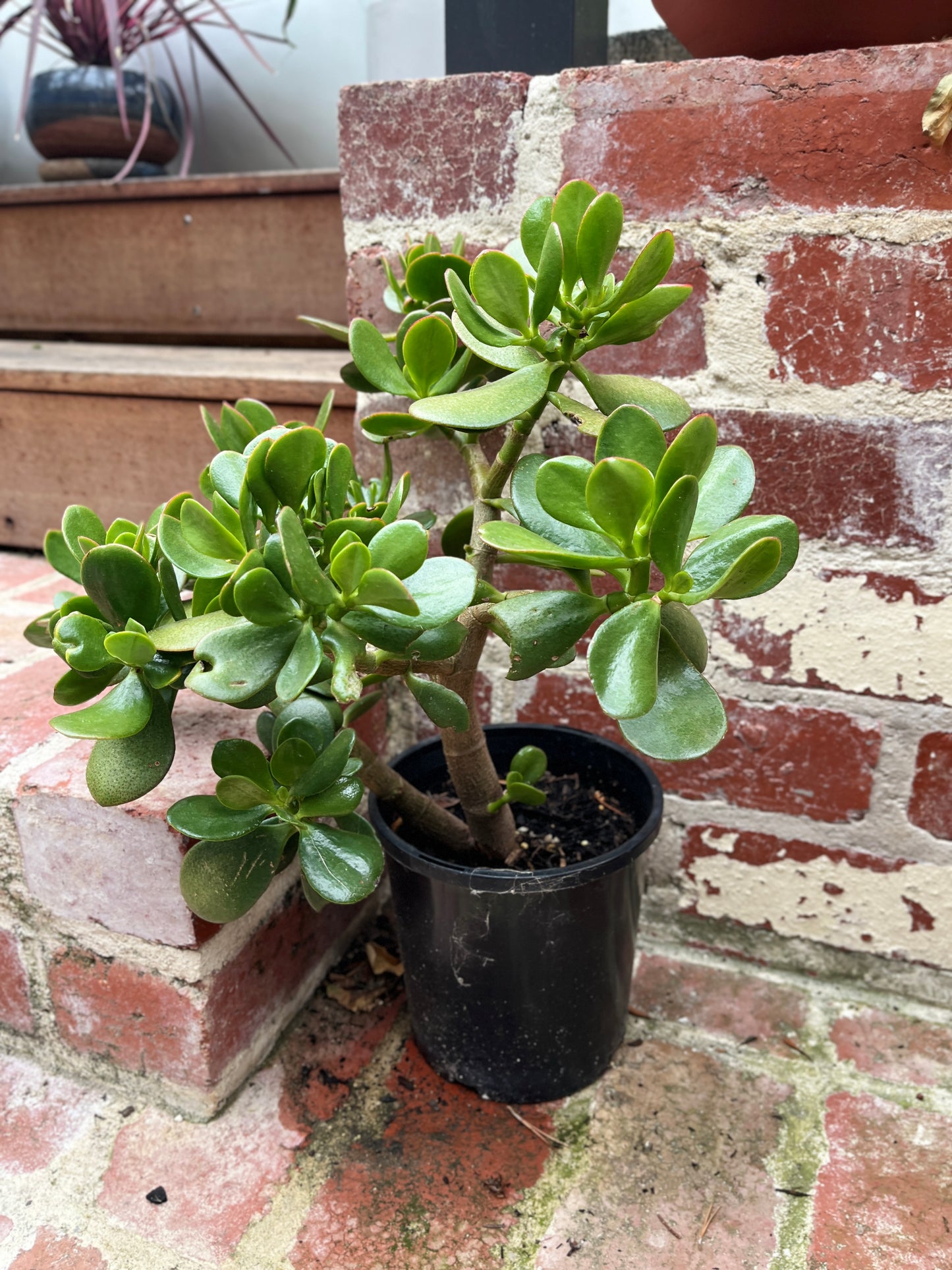 Jade Plant (Crassula ovata)