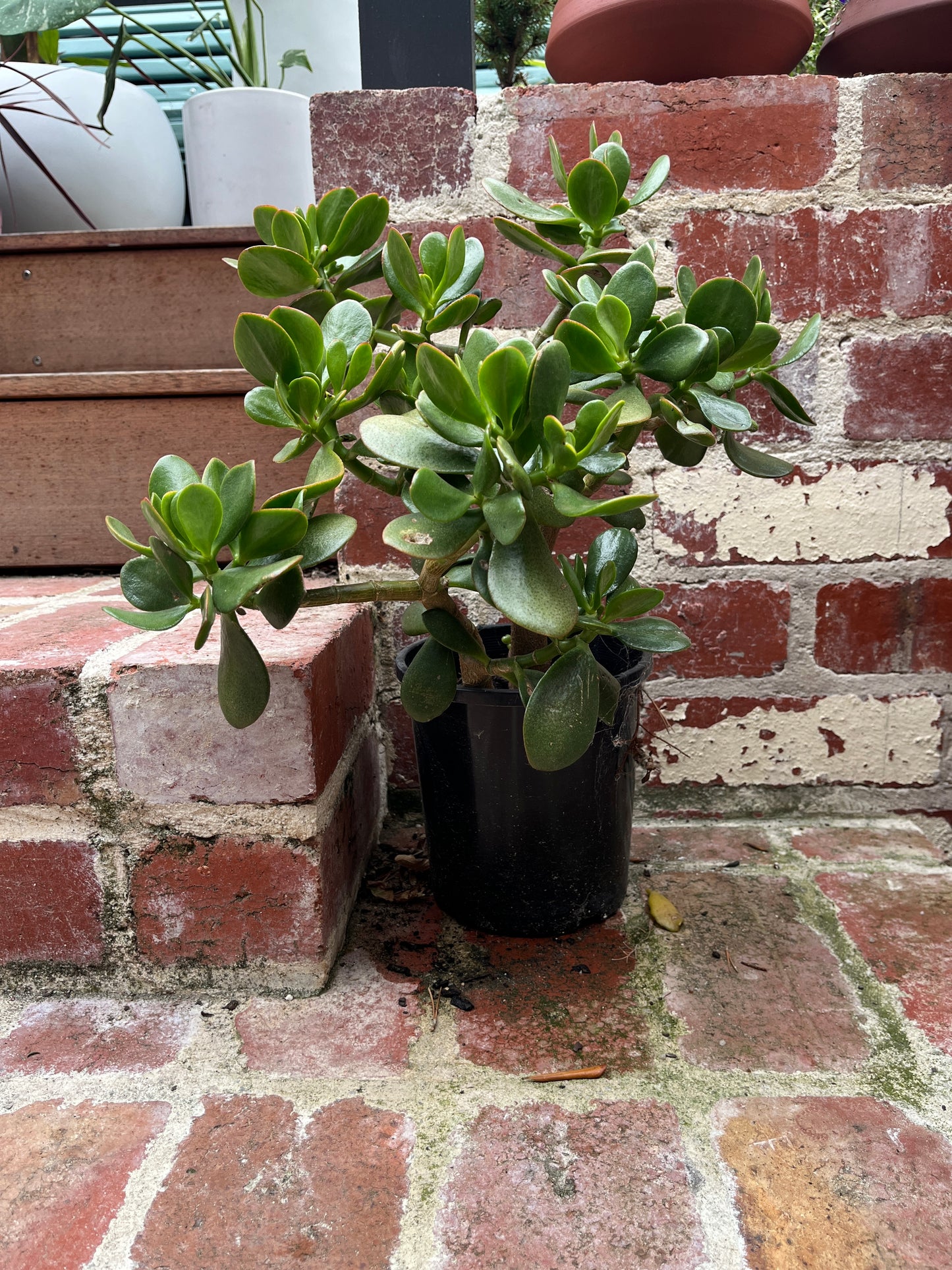 Jade Plant (Crassula ovata)