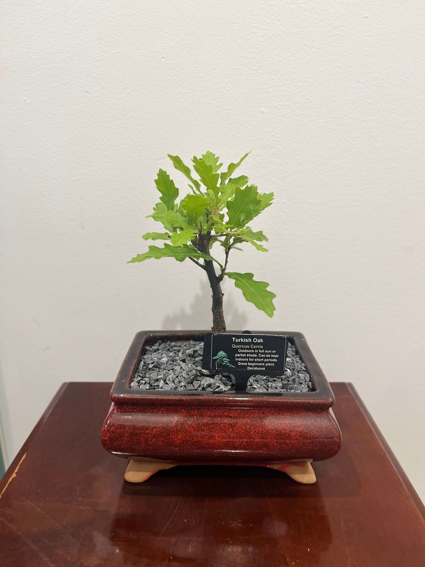 Bonsai - Turkish Oak