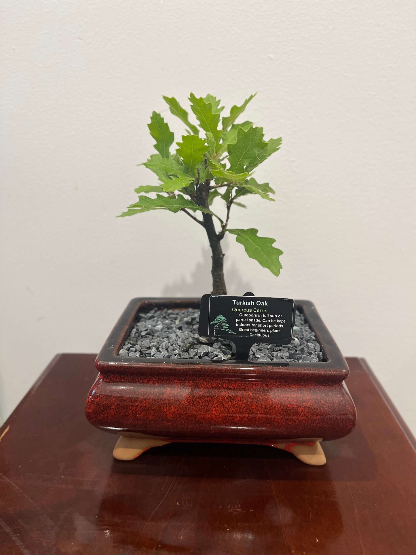 Bonsai - Turkish Oak