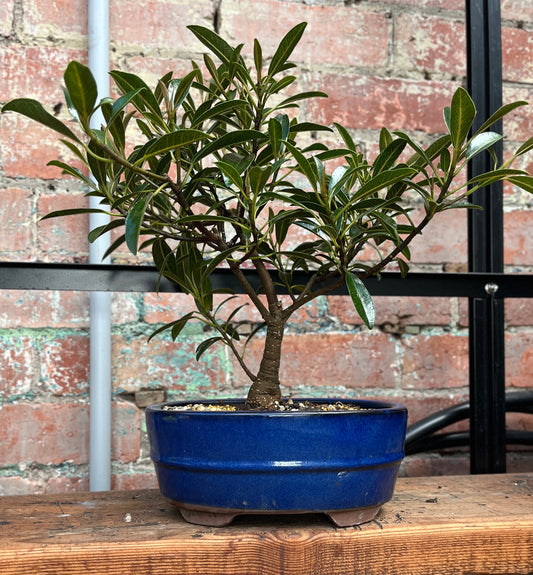 Bonsai - Ficus retusa (Willow leaf)