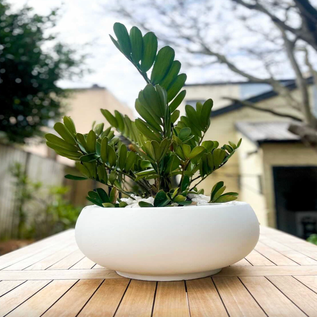 Potted plant in a white bowl planter on a wooden deck with a blurred background