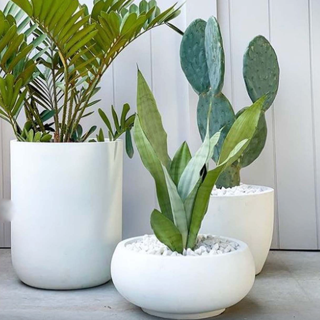 Three potted plants in white and light-colored pots on a wooden surface with a light wooden panel background.
