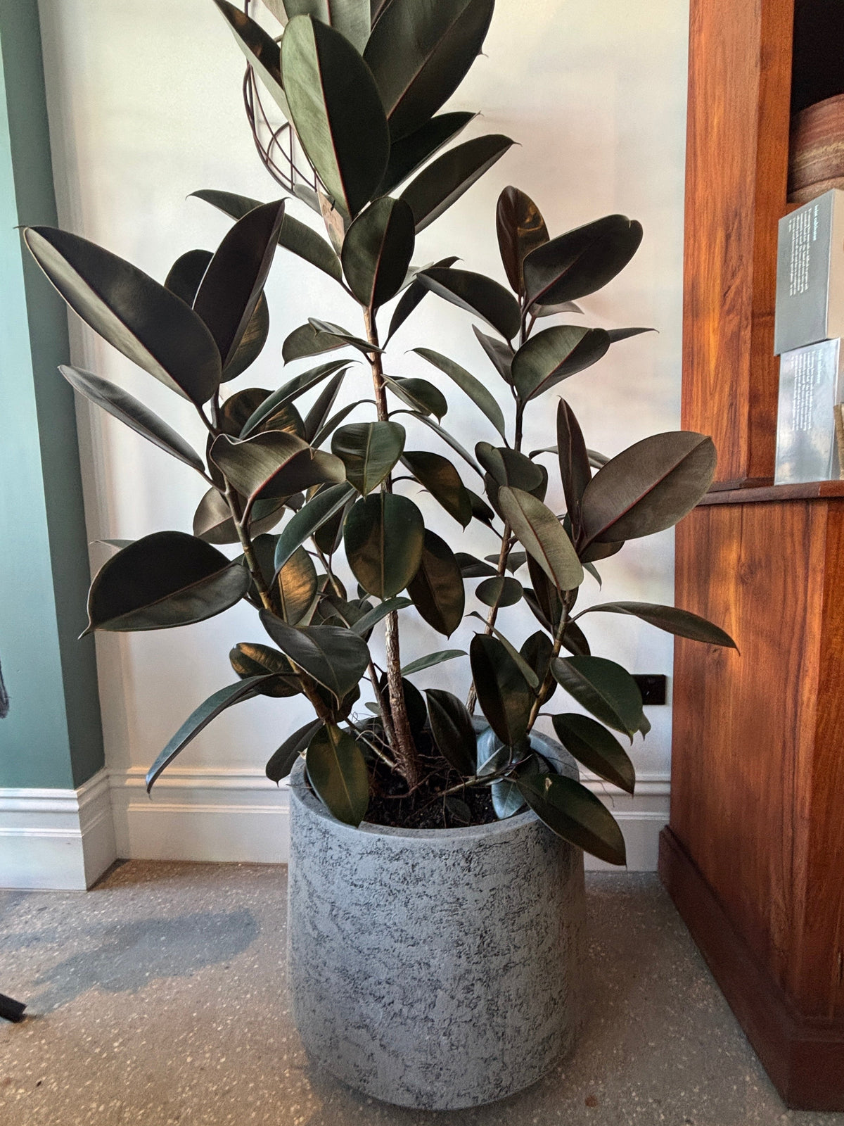 A large rubber plant with glossy dark green leaves in a textured gray concrete pot, placed on a speckled floor next to a wooden cabinet.