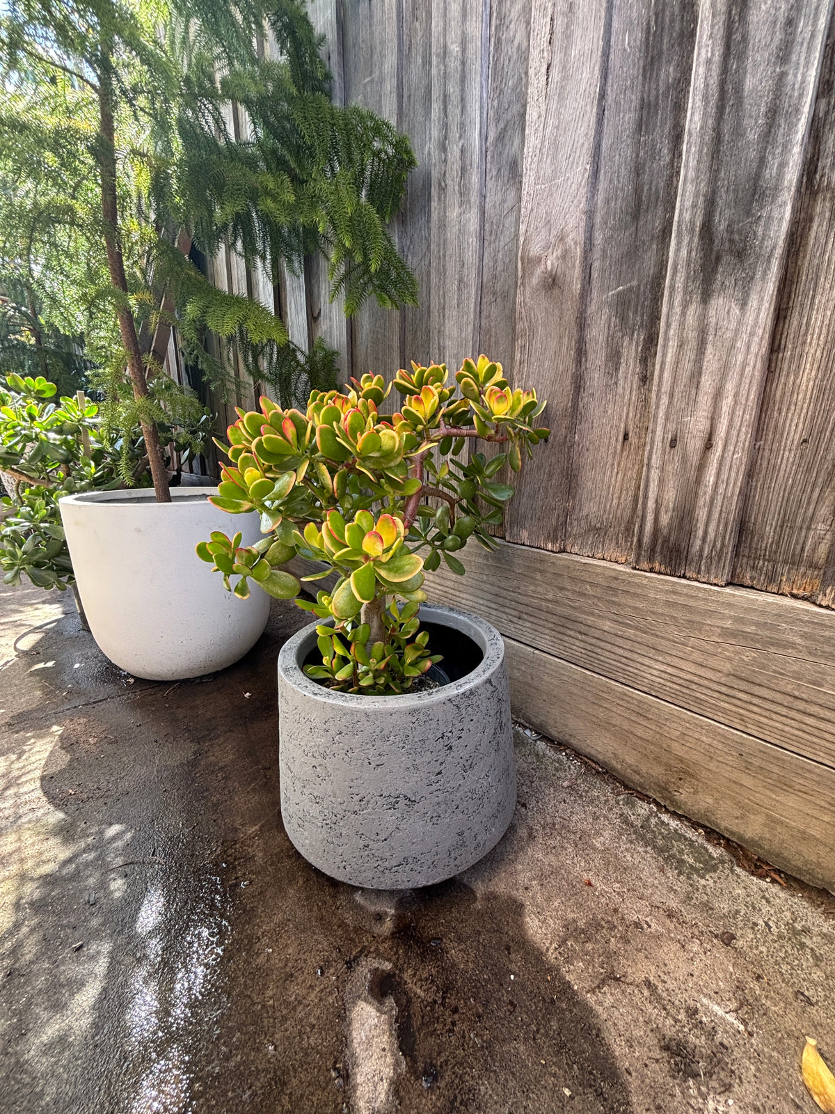 A small potted jade plant in a gray concrete planter sitting on a wet concrete patio next to a weathered wooden fence, with another white planter and greenery in the background.