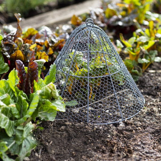 Wire mesh protective cover over a plant in a garden setting