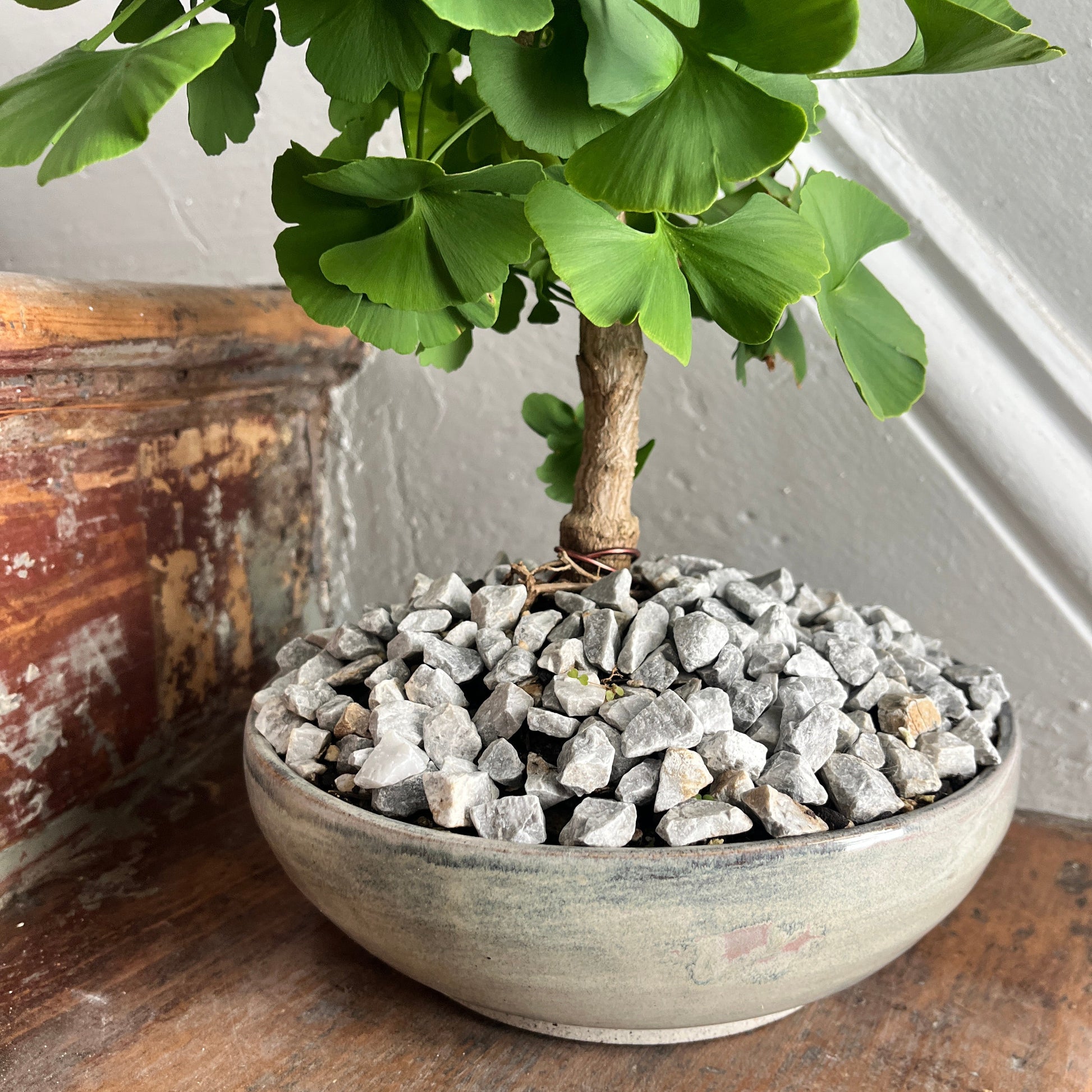 Bonsai Gingko plant with a decorative stones in hand crafted ceramic pot against a wooden surface.