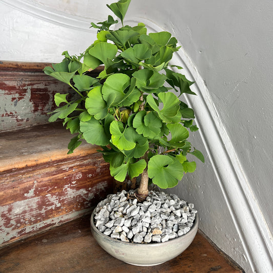 Small potted gingko plant with green fan shaped leaves potted in a ceramic bonsai pot.