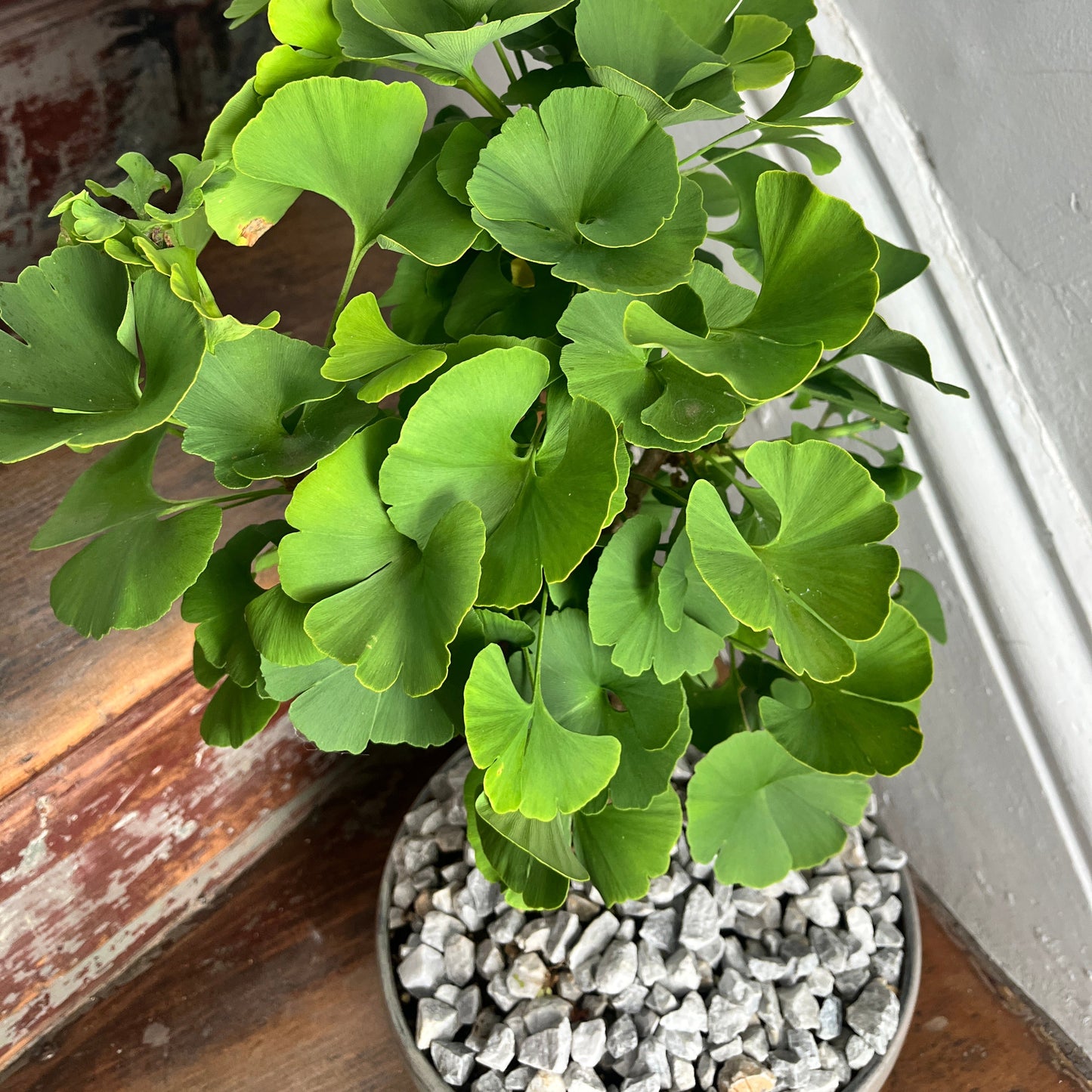 Gingko potted bonsai plant on a wooden surface.