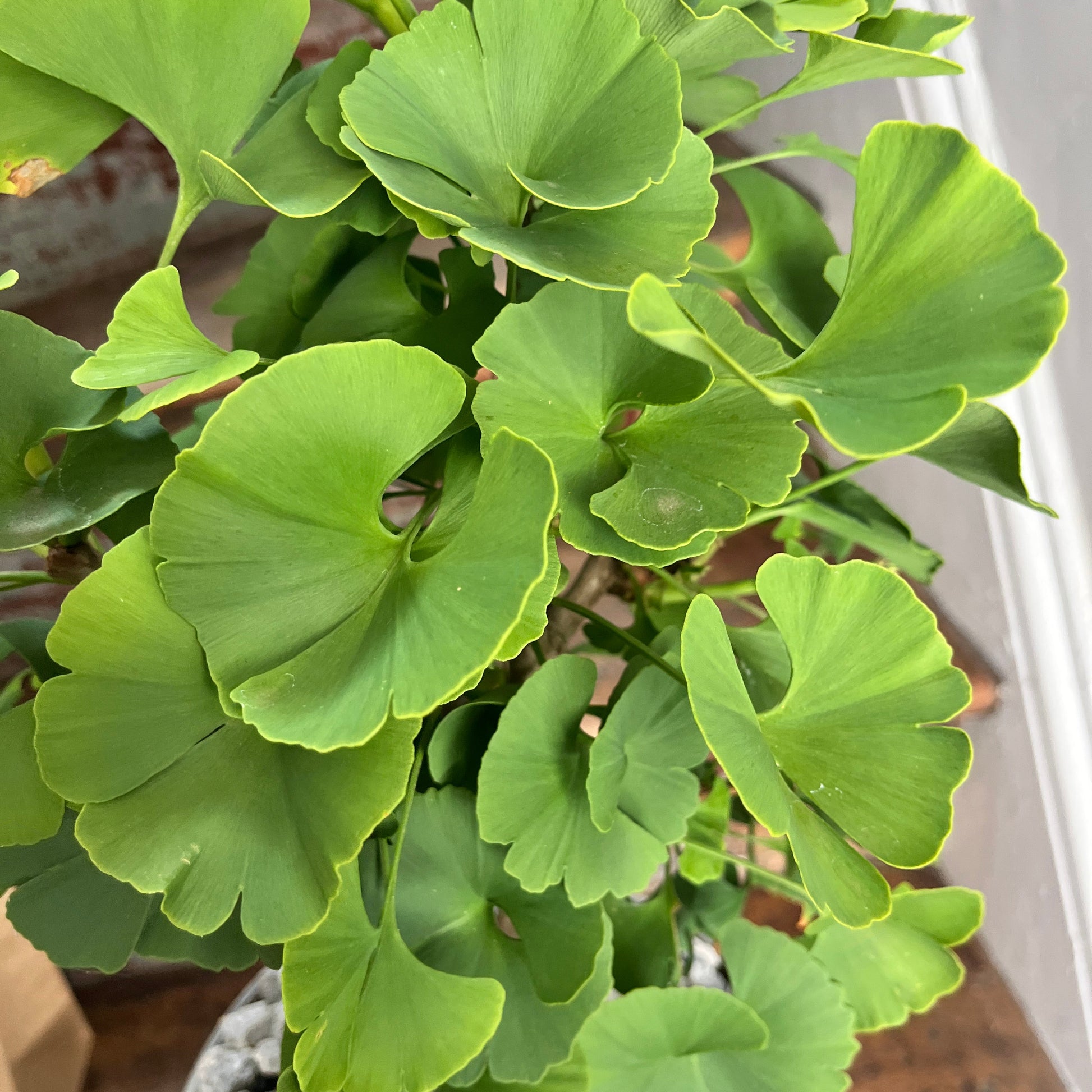 Close-up of a Gingko bonsai plant with green fan shaped leaves