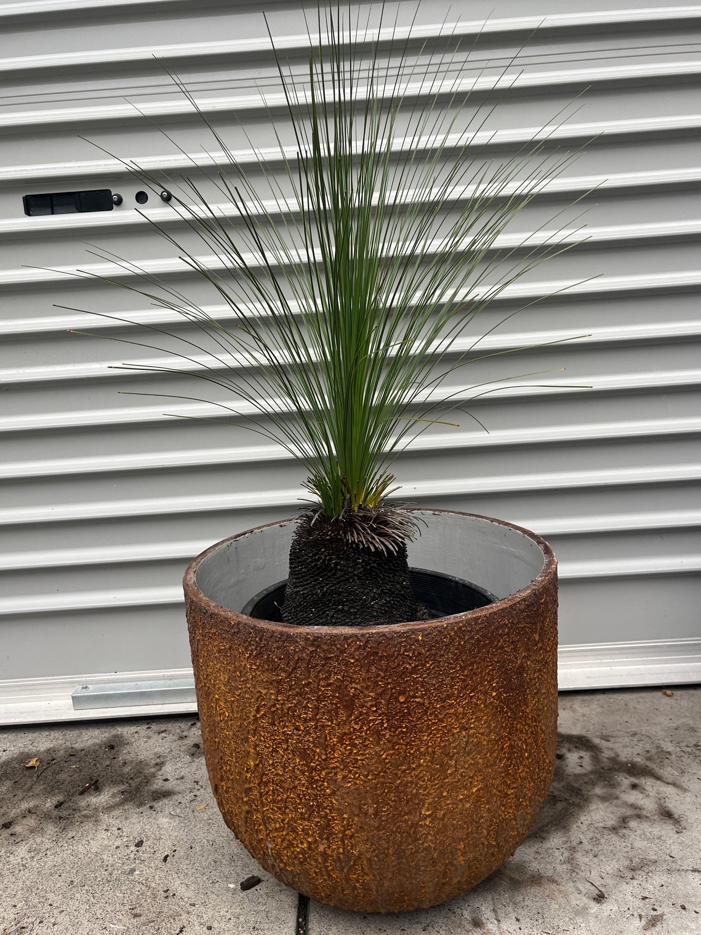 Australian Grass Tree in a brown textured pot  against a white wall