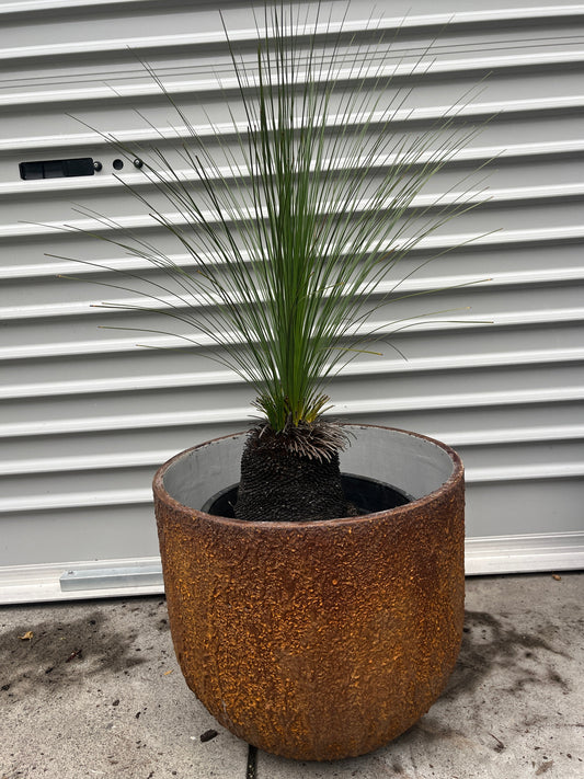 Australian Grass Tree in a brown textured pot  against a white wall