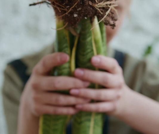 Repotting Service