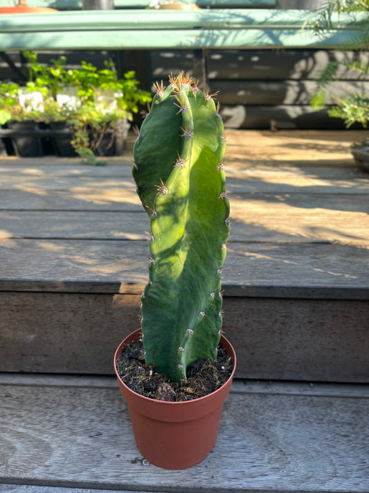 Cereus Forbesii Spiralis (The Spiral Cactus)
