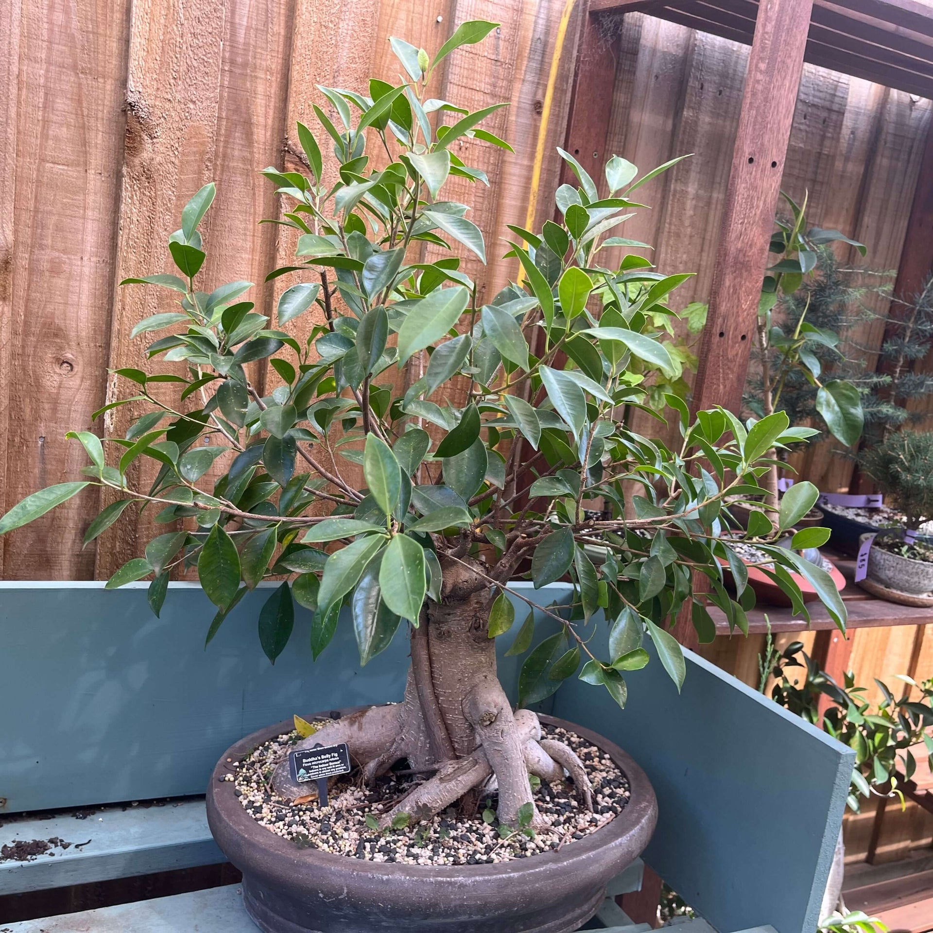 Bonsai - Buddha's Belly Fig (Ficus)  Plantonica