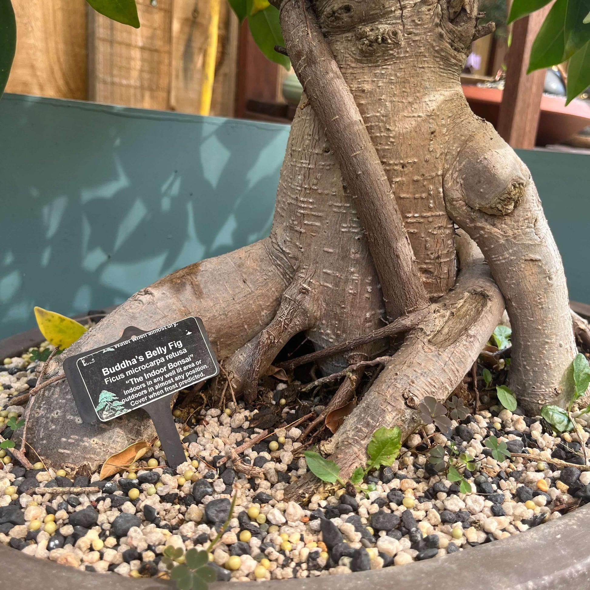 buddha belly bonsai tree Bonsai