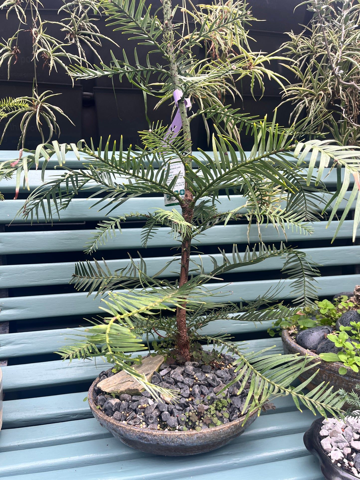 Wollemi Pine