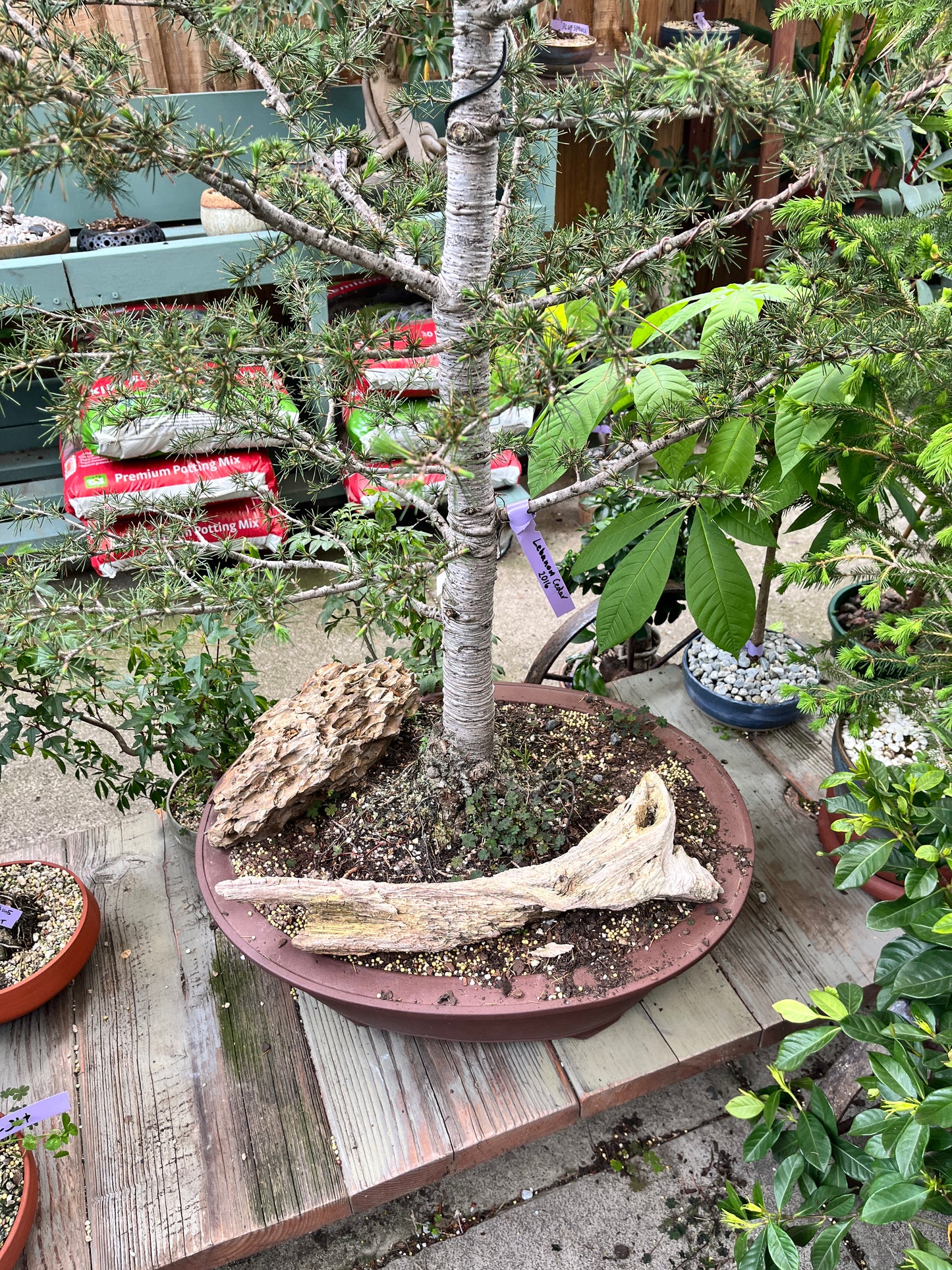 Bonsai - Lebanese Cedar