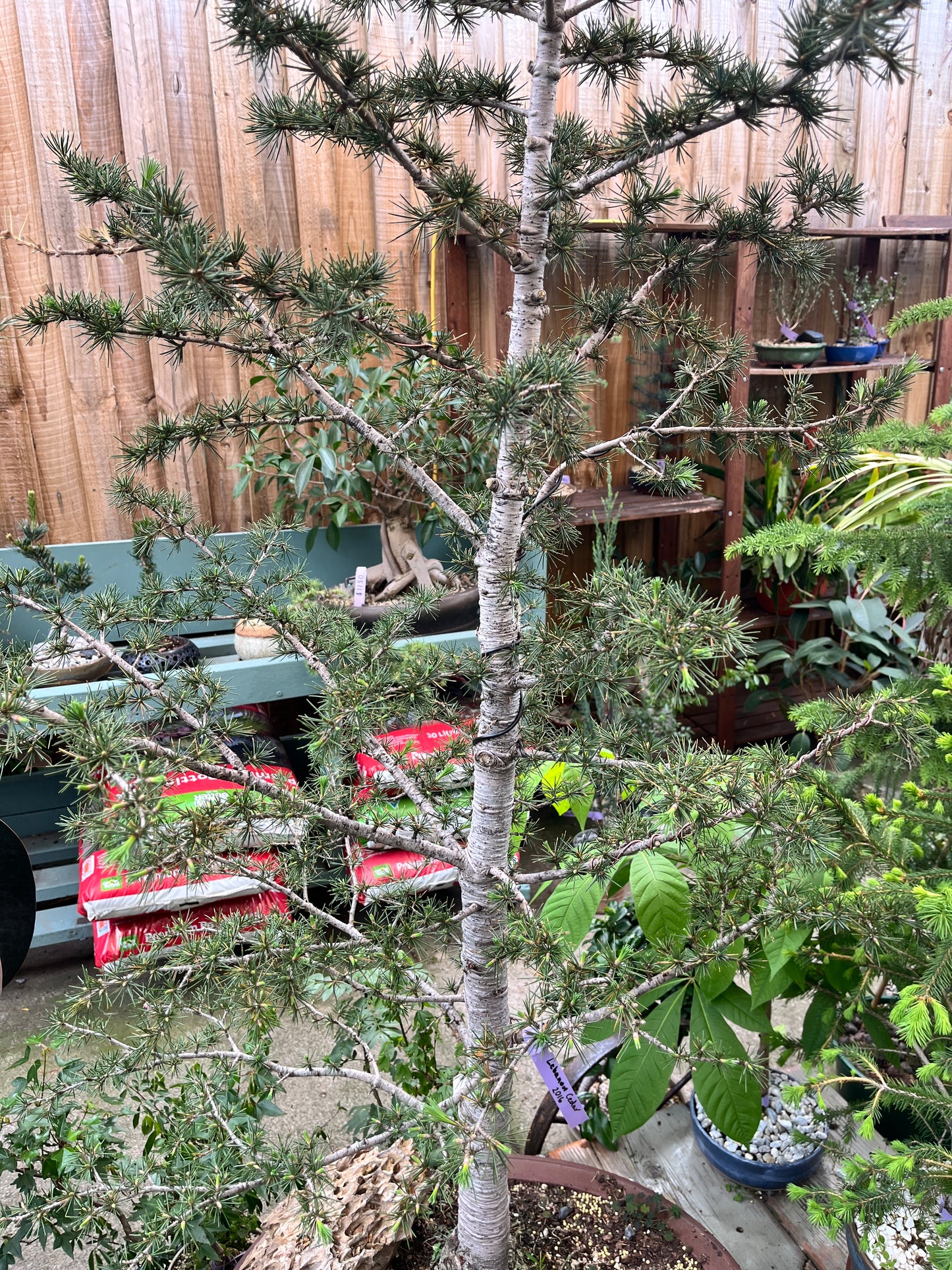 Bonsai - Lebanese Cedar