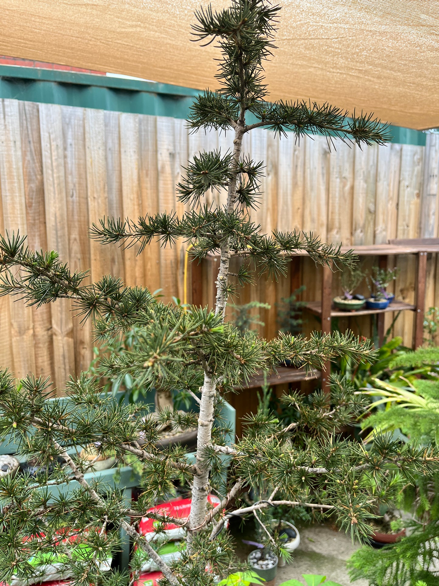 Bonsai - Lebanese Cedar