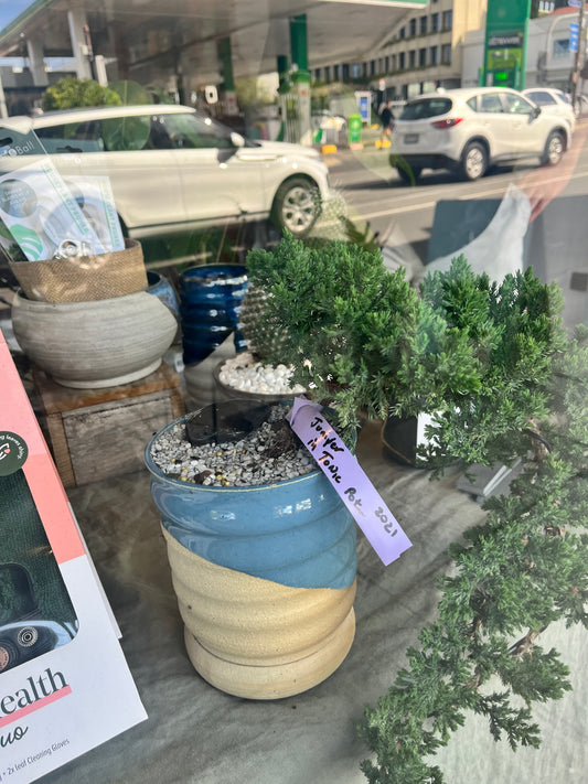 Bonsai - Juniper in TONiC Ceramics planter